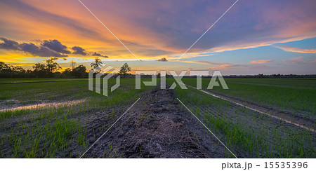 A Beautiful Sunset At Paddy Fields, Kedah Malaysia 15535396