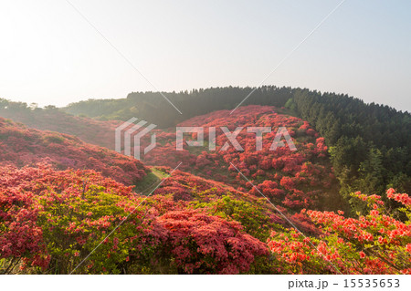 早朝の葛城高原 自然つつじ園 15535653