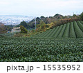 茶畑 15535952
