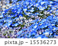 花 15536273
