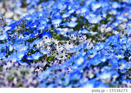 花 15536273