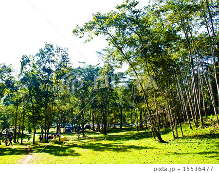 Camping field in forest in Chiang Mai, Thailand Camping field in forest in Chiang Mai, Thailand 15536477