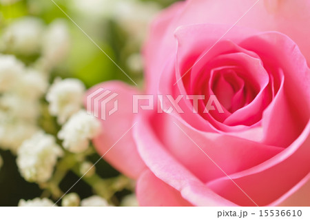 Closeup of pink rose 15536610