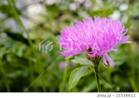 Pink aster flower in countryside garden. 15536612
