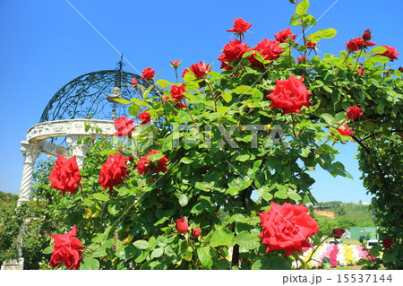 東京ドイツ村幸運の鐘 東京ドイツ村幸運の鐘 15537144
