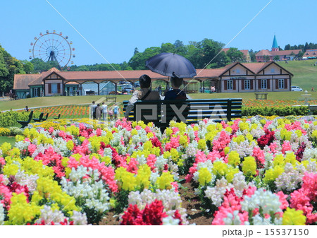 東京ドイツ村の金魚草 15537150