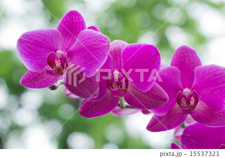 orchid 15537321