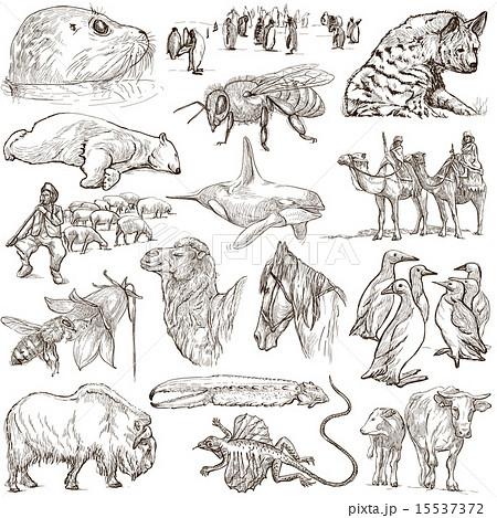 Animals - Freehand sketches on white Animals - Freehand sketches on white 15537372