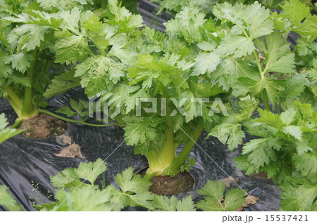 セロリ畑（ハウス） 15537421