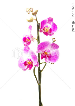 orchid orchid 15537649