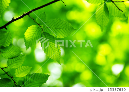 green leaves green leaves 15537650