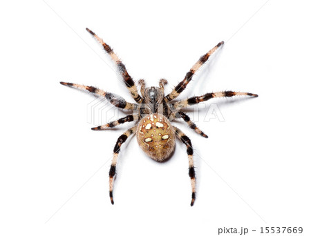 spider spider 15537669