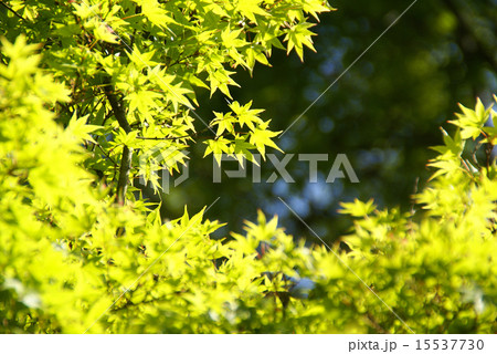 新緑 15537730