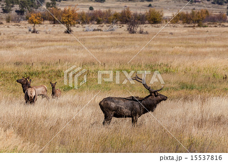 Bull Elk With Cows in the Rut Bull Elk With Cows in the Rut 15537816