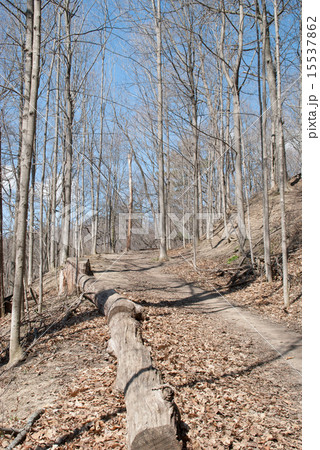 Spring forest. Thicket Spring forest. Thicket 15537862