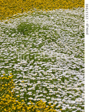 ノースポール 15537940