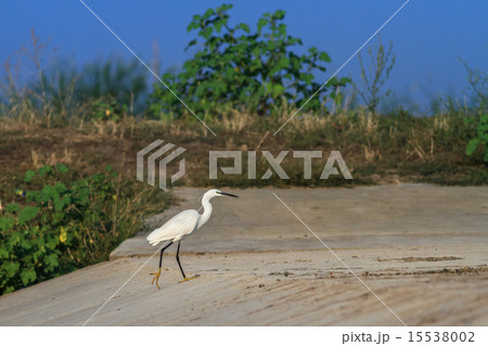 Little egret (Egretta garzetta) 15538002