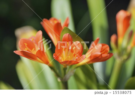 クンシラン クンシラン 15538075