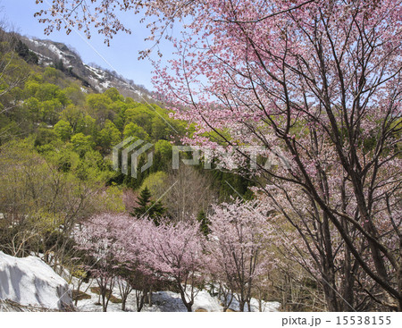 奥裾花 奥裾花 15538155