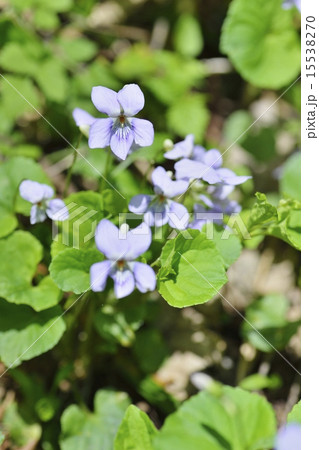 アオイスミレ アオイスミレ 15538270