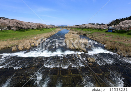 三刀屋河川敷桜並木 三刀屋河川敷桜並木 15538281
