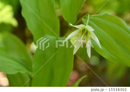 チゴユリ 15538302