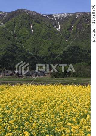 白馬村の5月 15538500
