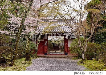 京都鷹峯　常照寺の桜 15538542