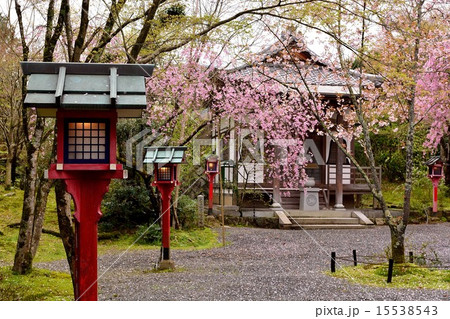 京都鷹峯　常照寺の桜 15538543