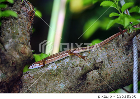 トカゲ(蜥蜴、石竜子)ダニに噛まれたトカゲ トカゲ(蜥蜴、石竜子)ダニに噛まれたトカゲ 15538550