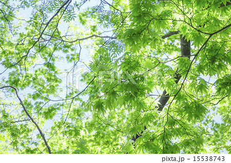 夏のイチョウの木の写真素材