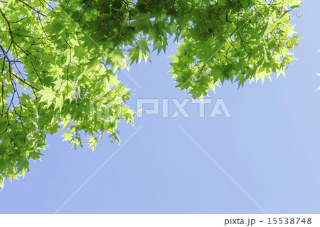 夏のイチョウの木 15538748