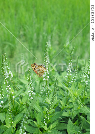 ヌマトラノオの群生に蜜を吸いに来たヒョウモンチョウ ヌマトラノオの群生に蜜を吸いに来たヒョウモンチョウ 15538753