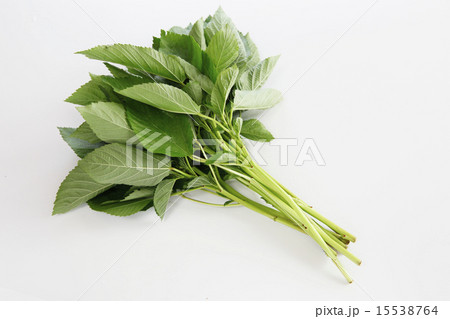 野菜 モロヘイヤ シンプル・白バックの写真 15538764