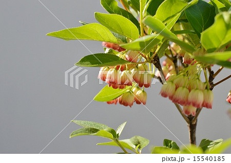 サラサドウダン サラサドウダン 15540185