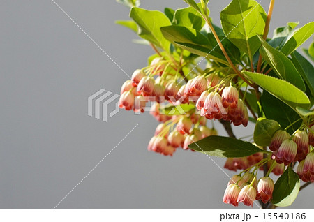 サラサドウダン サラサドウダン 15540186