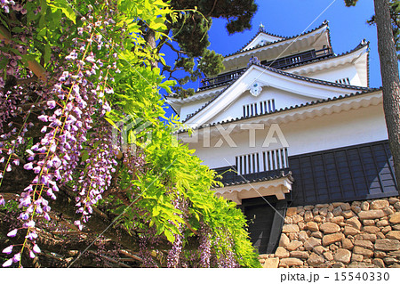 5月愛知 岡崎城・天守閣と藤棚 5月愛知 岡崎城・天守閣と藤棚 15540330