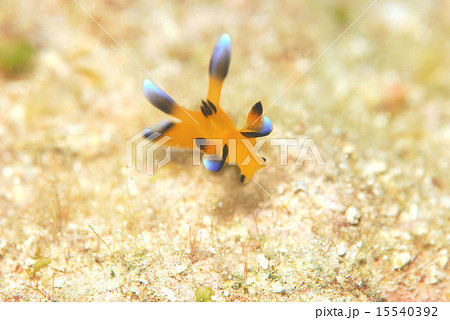 ウデフリツノザヤウミウシ ウデフリツノザヤウミウシ 15540392