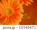 リアルオレンジ 15540471