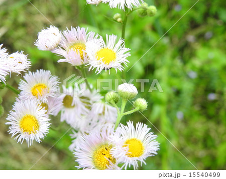 山野草カワイイ 山野草カワイイ 15540499