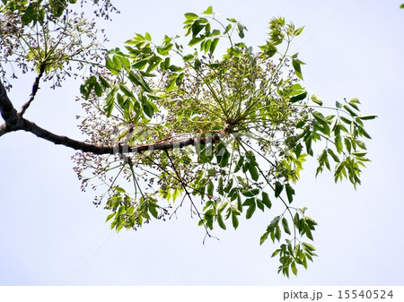 センダンの木に淡い紫色の花が咲きました 15540524