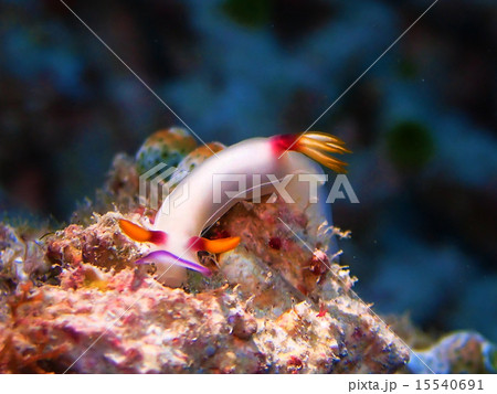 シンデレラウミウシ 15540691