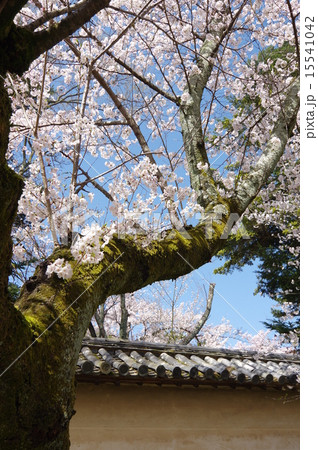 京都の桜 醍醐寺 京都の桜 醍醐寺 15541042