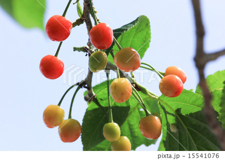 旬の果物　日本産さくらんぼ　鳥に食べられる前に急いで収穫 15541076