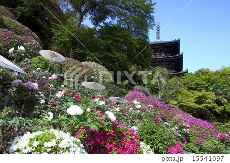 ぼたん 当麻寺 奈良県の写真素材