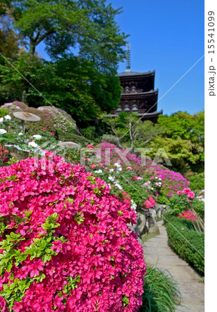 花　ぼたん　当麻寺　奈良県 15541099