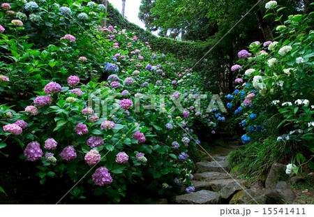 あじさい　花　矢田寺 15541411