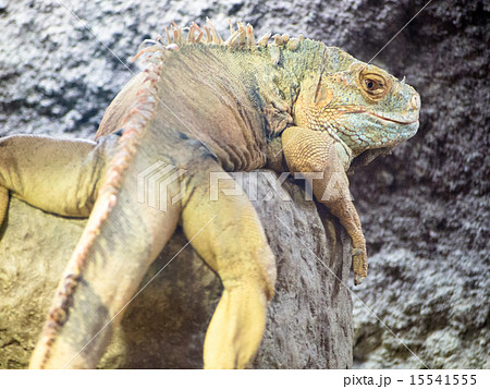 流し目のイグアナ 流し目のイグアナ 15541555