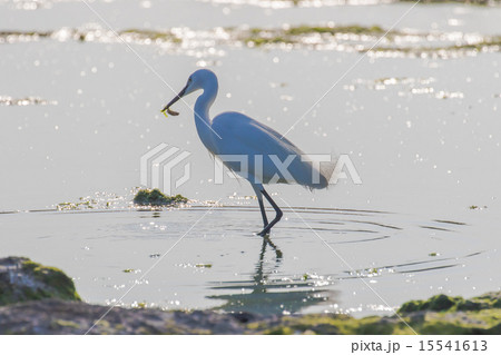 魚とりをするシラサギ 15541613