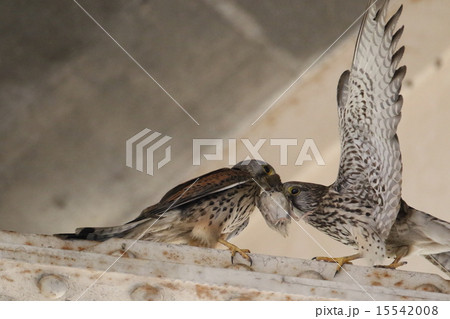 チョウゲンボウのペア チョウゲンボウのペア 15542008